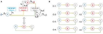 Exact Probability Landscapes of Stochastic Phenotype Switching in Feed-Forward Loops: Phase Diagrams of Multimodality